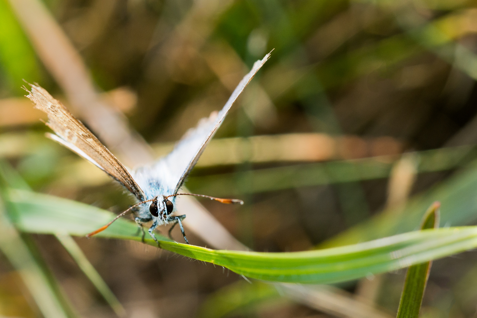 Schmetterling