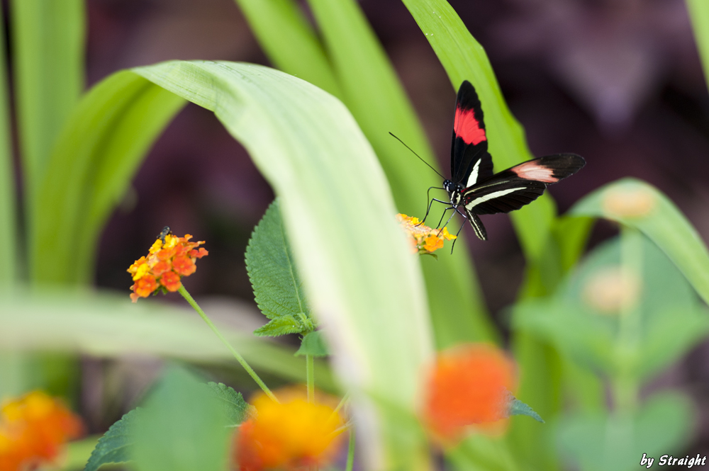 Schmetterling