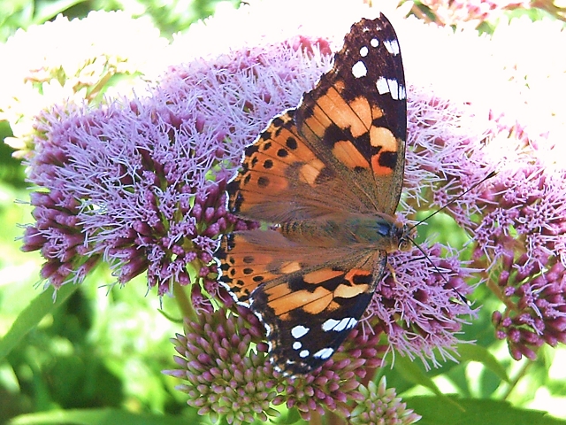 Schmetterling