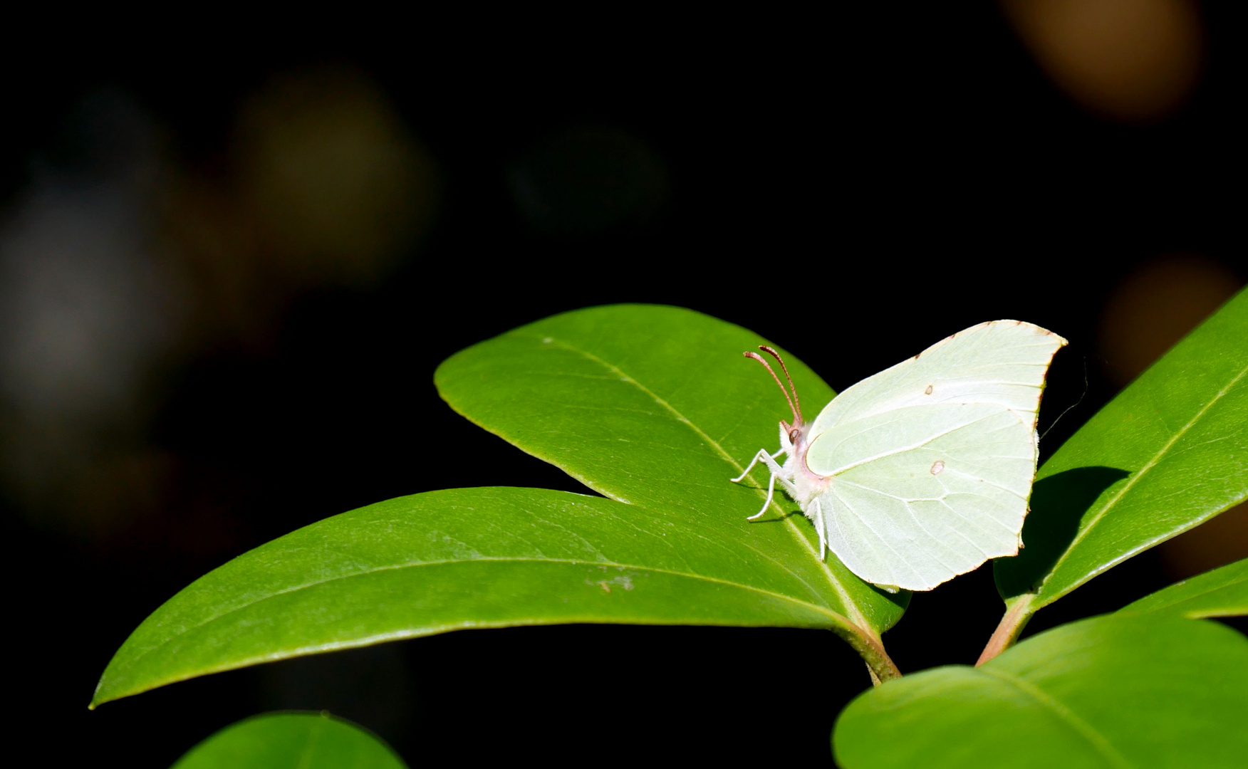 Schmetterling