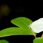 Schmetterling