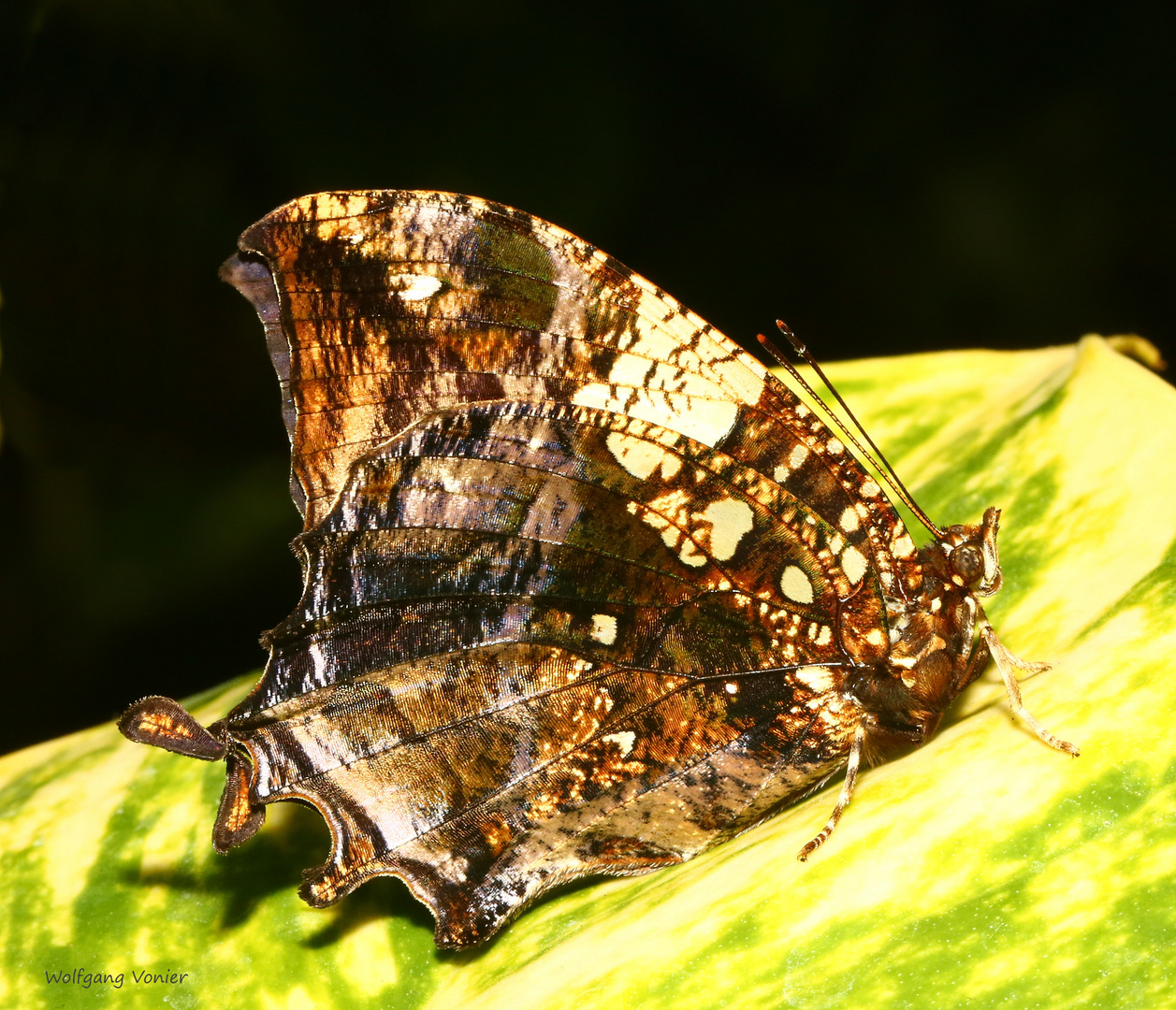 Schmetterling