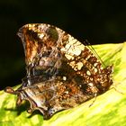 Schmetterling