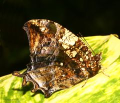 Schmetterling