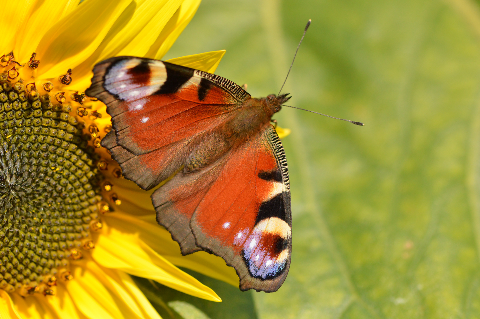 Schmetterling