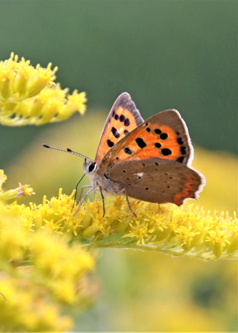 Schmetterling