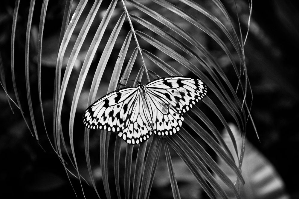 Schmetterling von Z.Sonja 