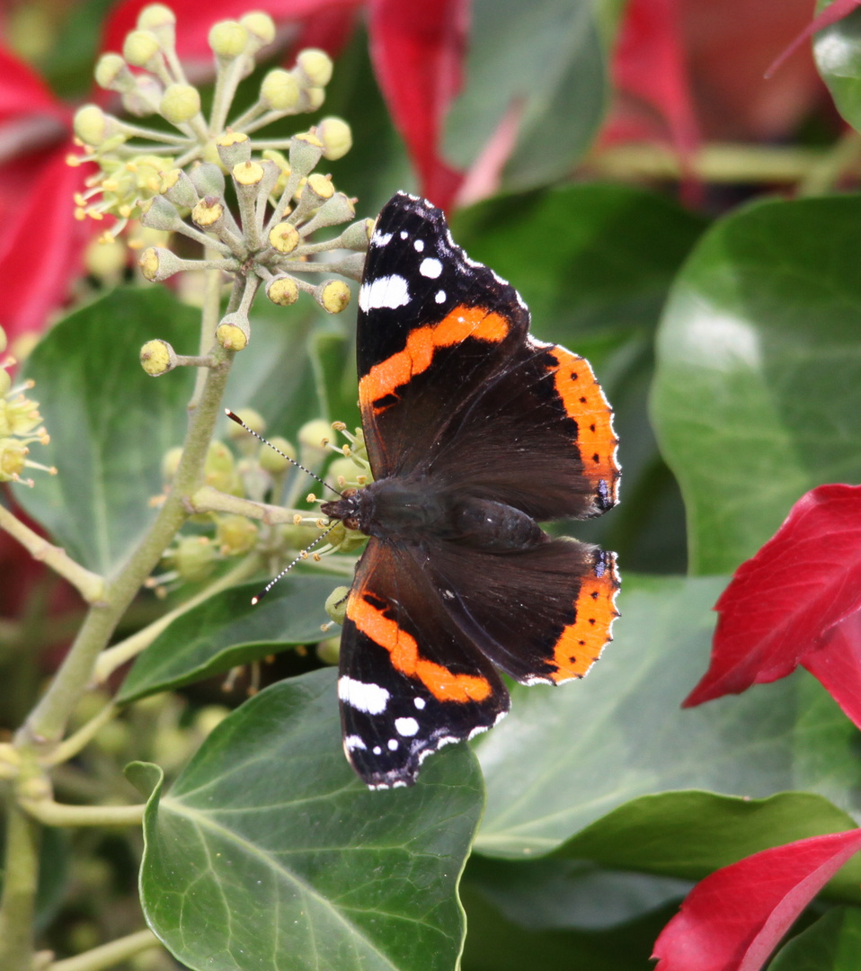 Schmetterling