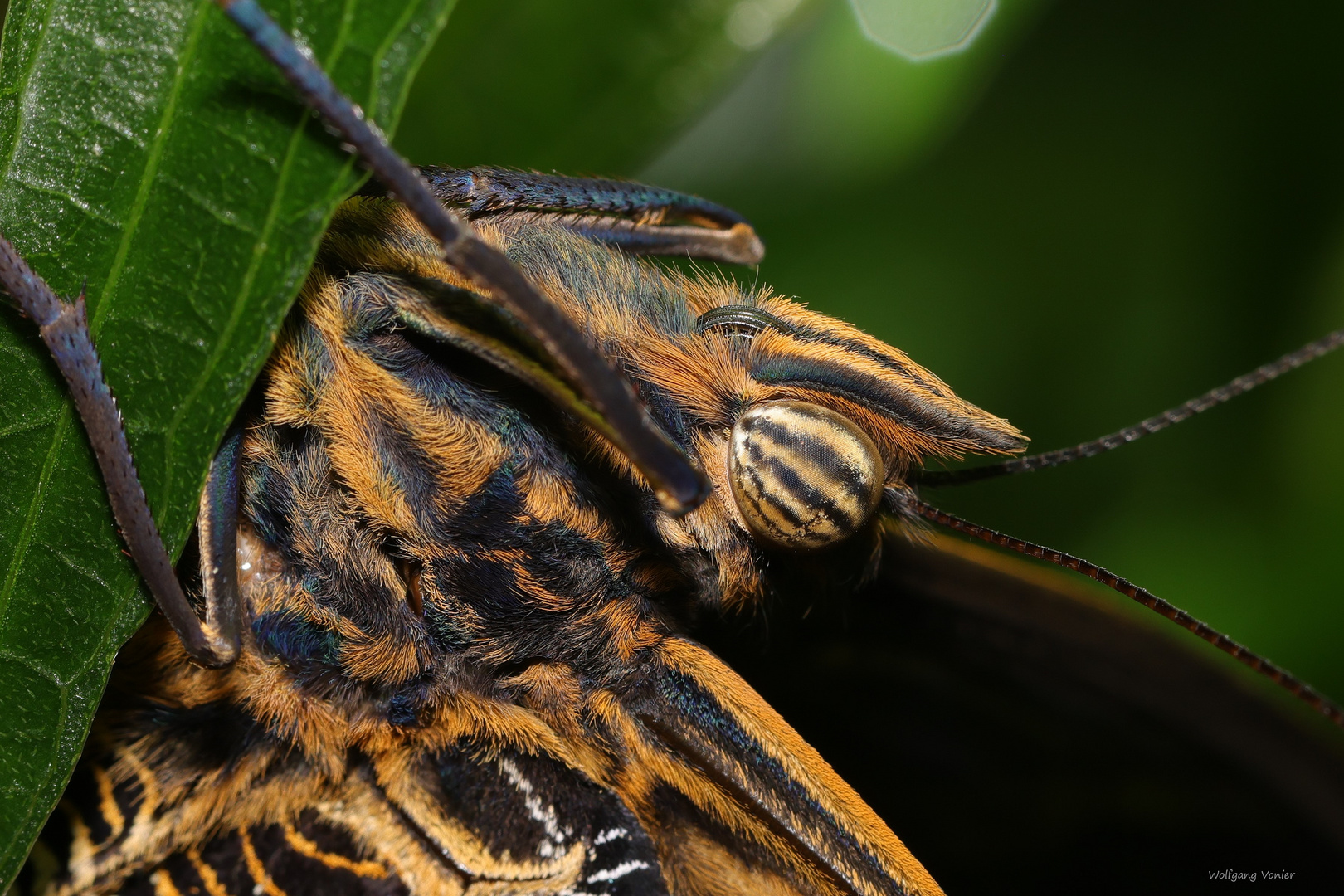 Schmetterling - Caligo memnon