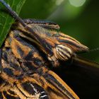 Schmetterling - Caligo memnon