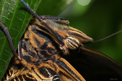 Schmetterling - Caligo memnon