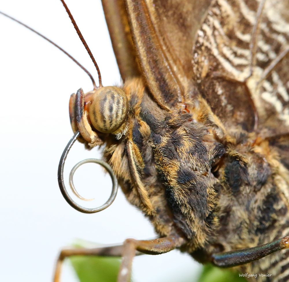 Schmetterling - Caligo memnon