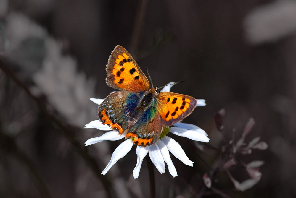 Schmetterling