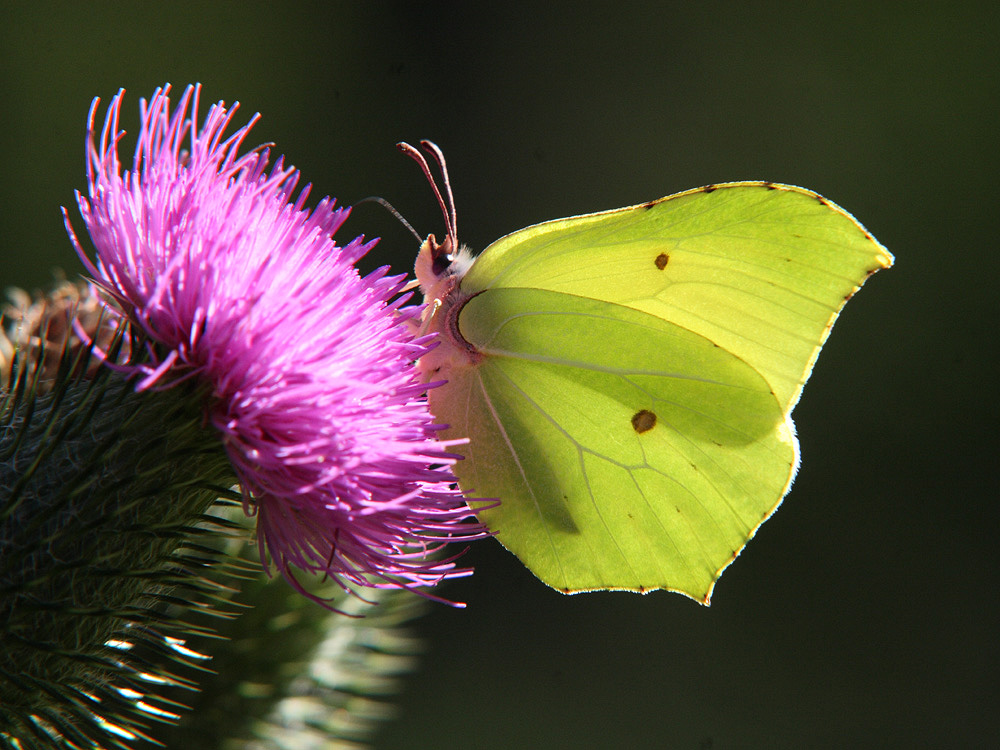 Schmetterling