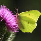 Schmetterling