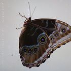 Schmetterling