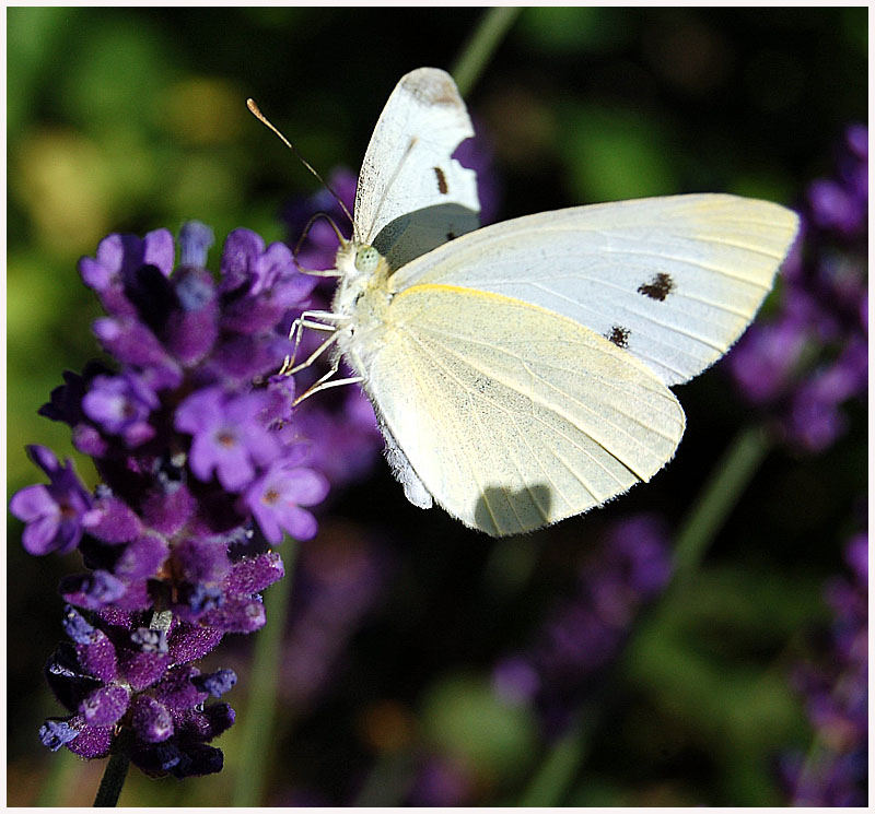 Schmetterling