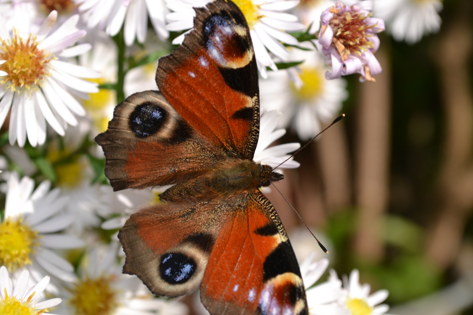 Schmetterling