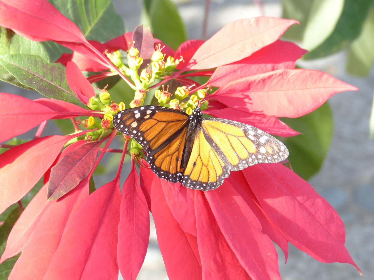 Schmetterling