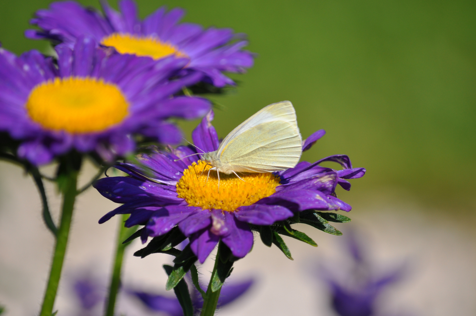 Schmetterling......