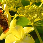 Schmetterling