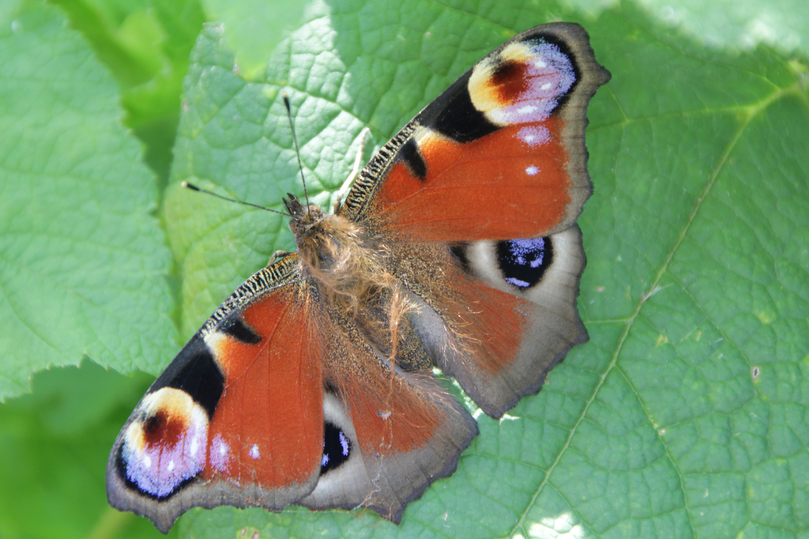 Schmetterling