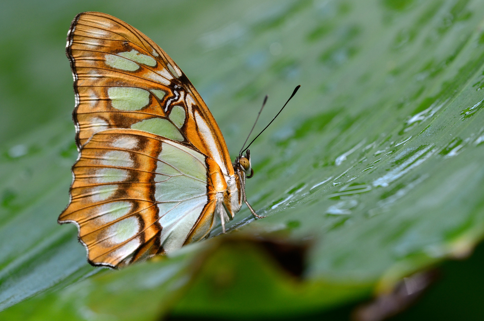 Schmetterling