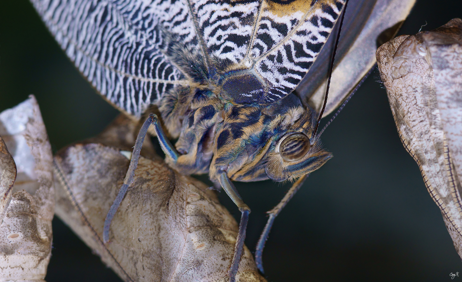 Schmetterling