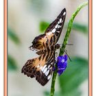 Schmetterling 