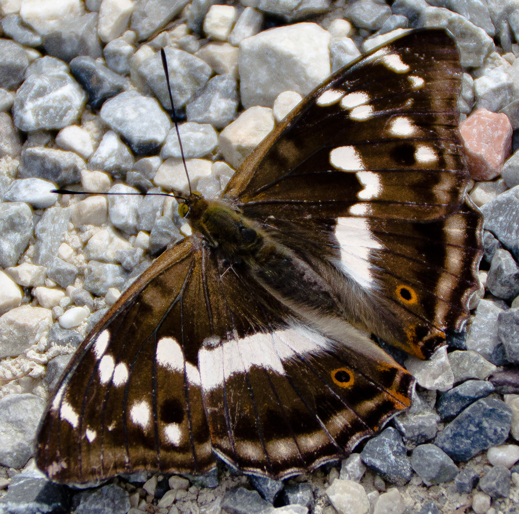 Schmetterling