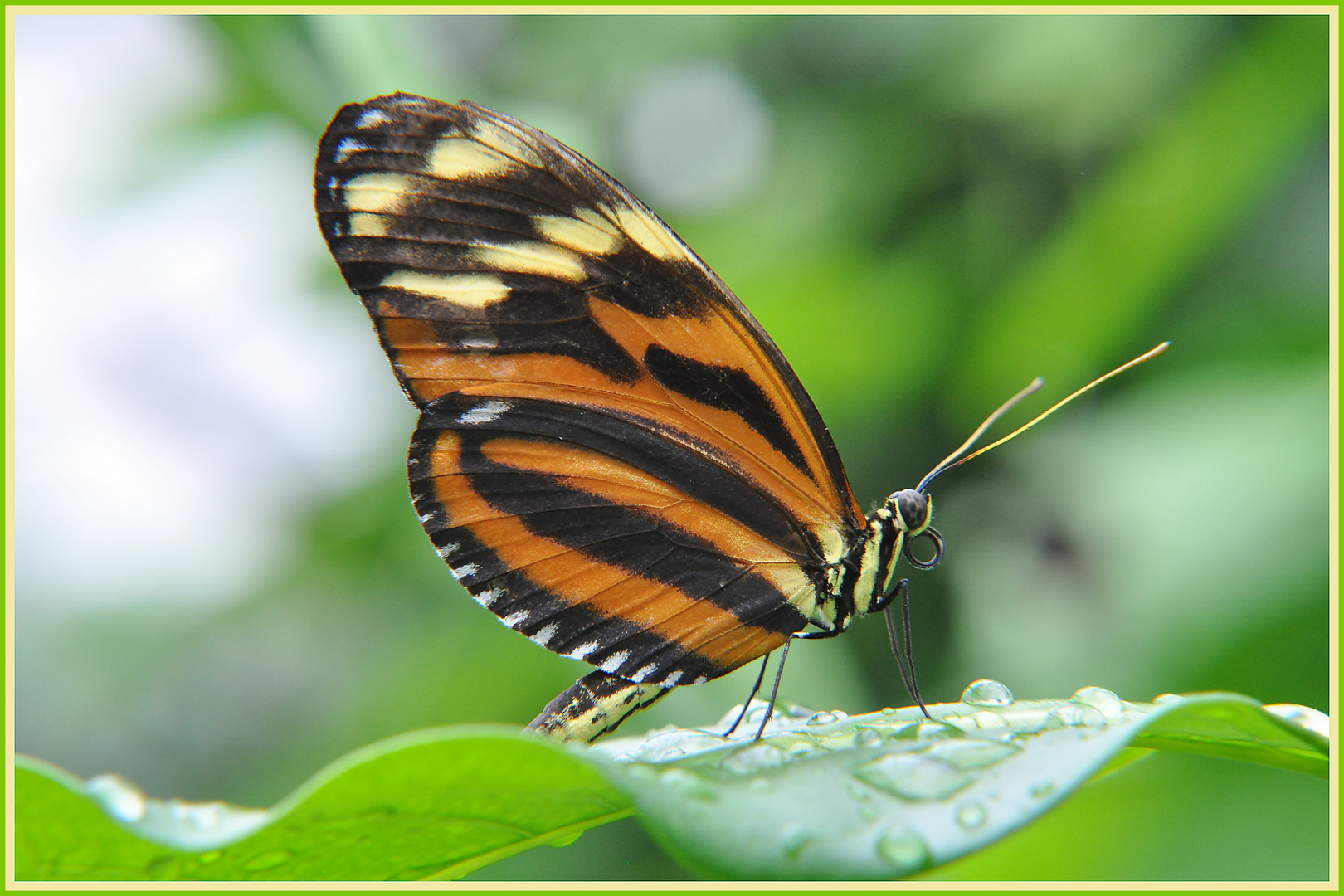 Schmetterling