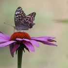 Schmetterling