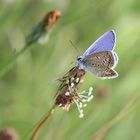 Schmetterling