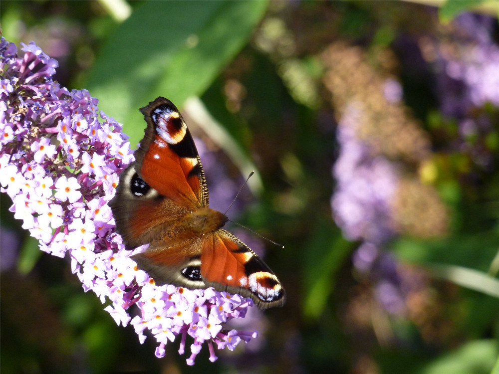 Schmetterling