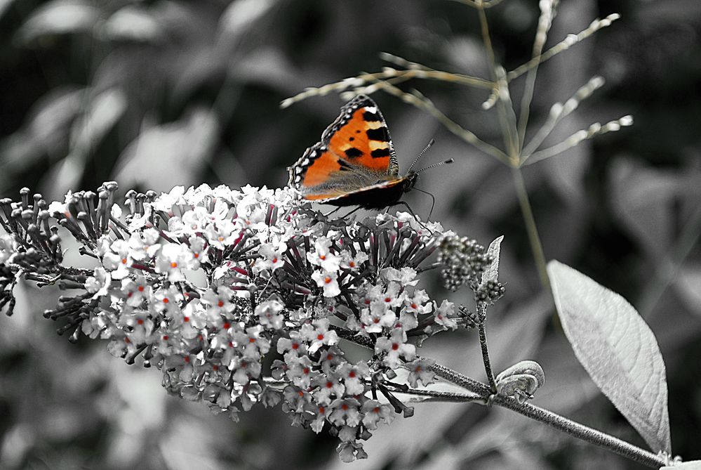 Schmetterling