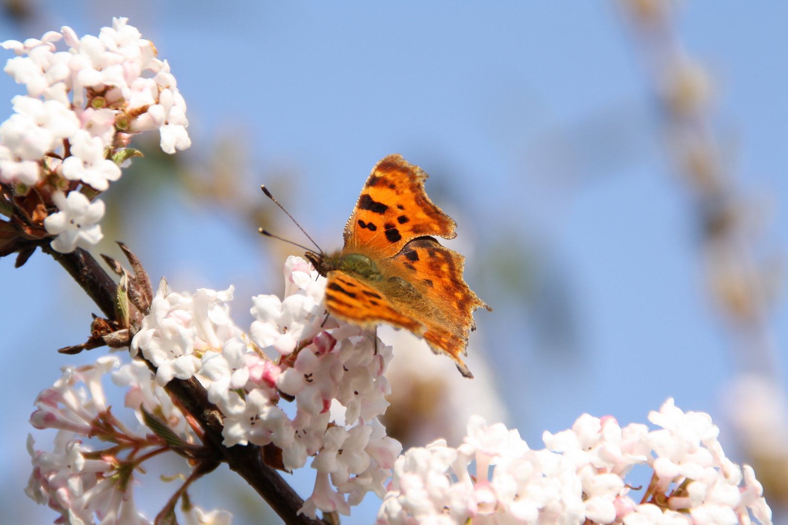 Schmetterling