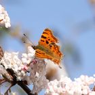 Schmetterling