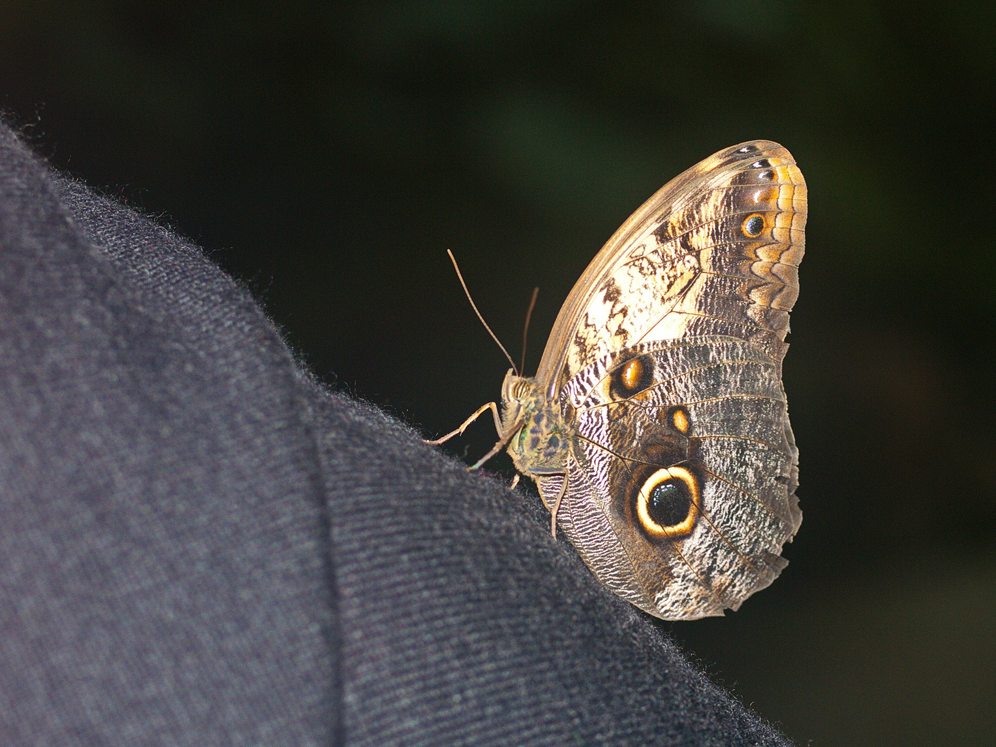 Schmetterling