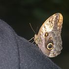 Schmetterling