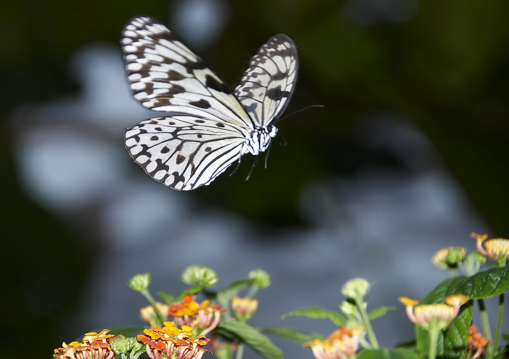 Schmetterling