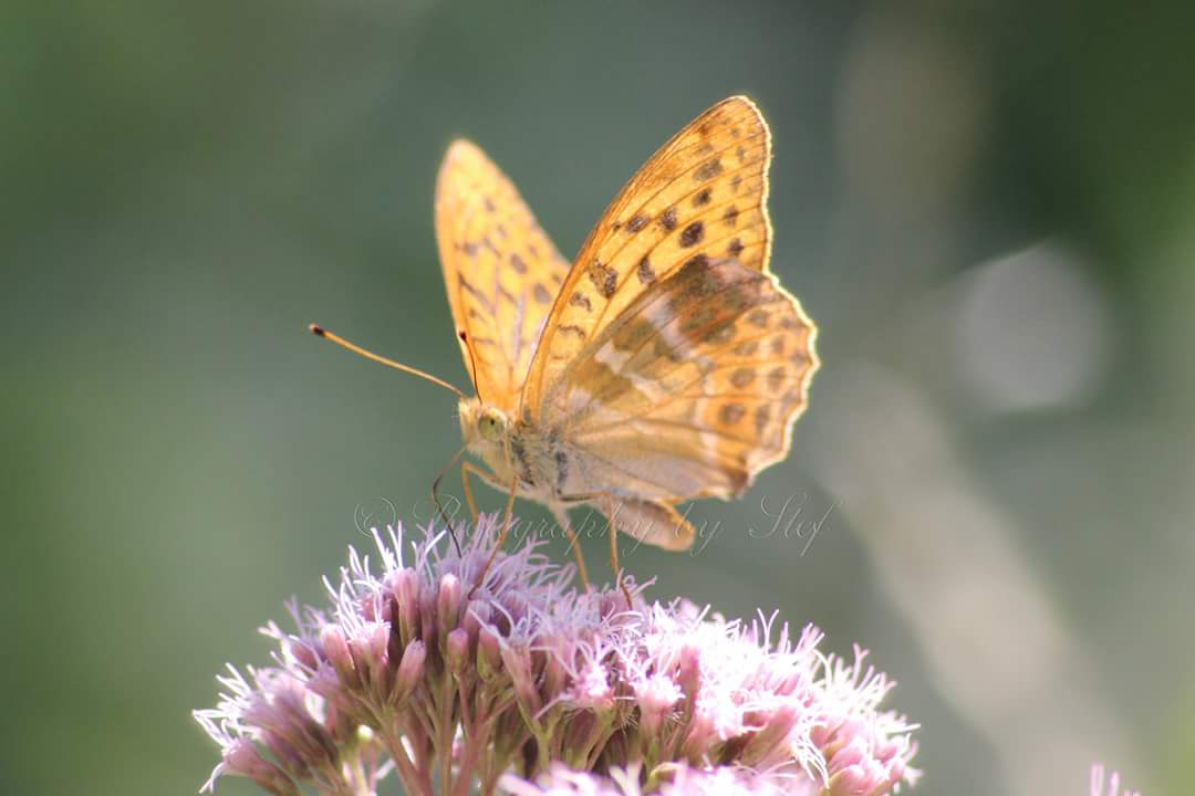 Schmetterling