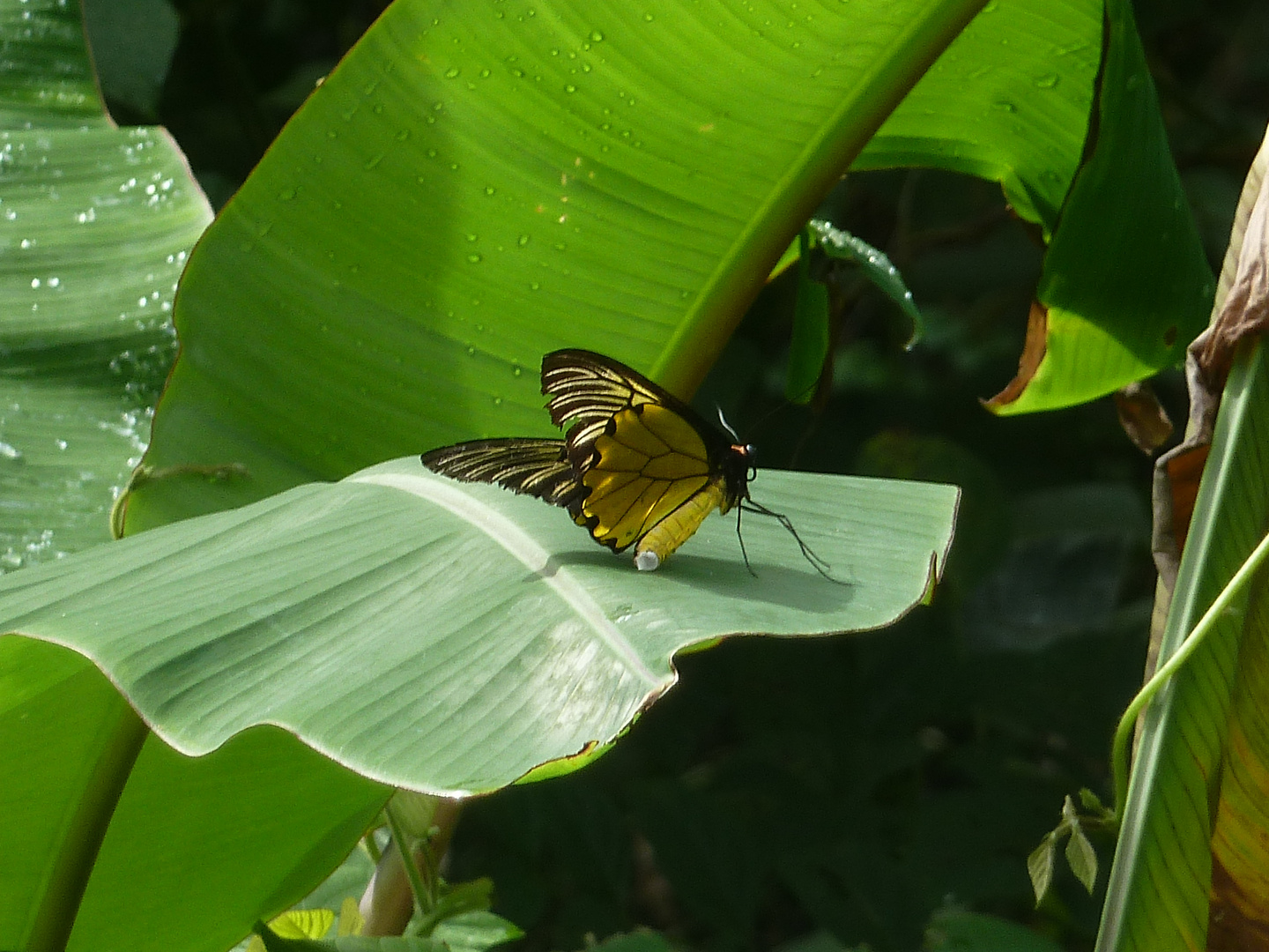 Schmetterling