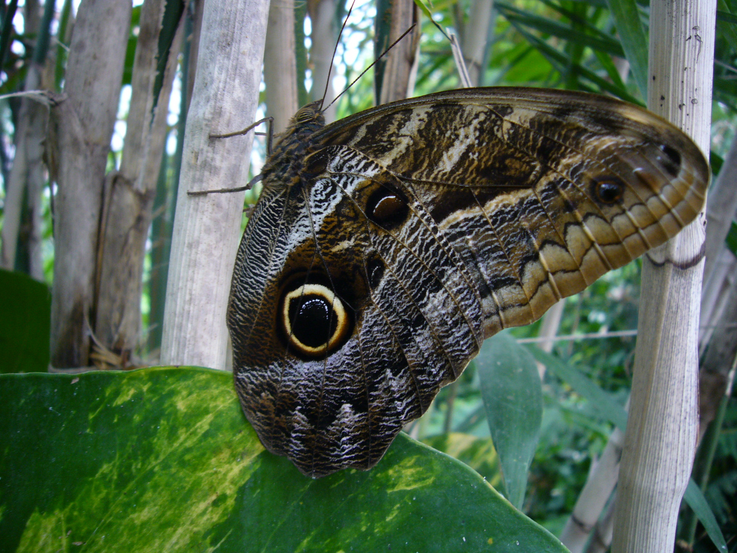 Schmetterling