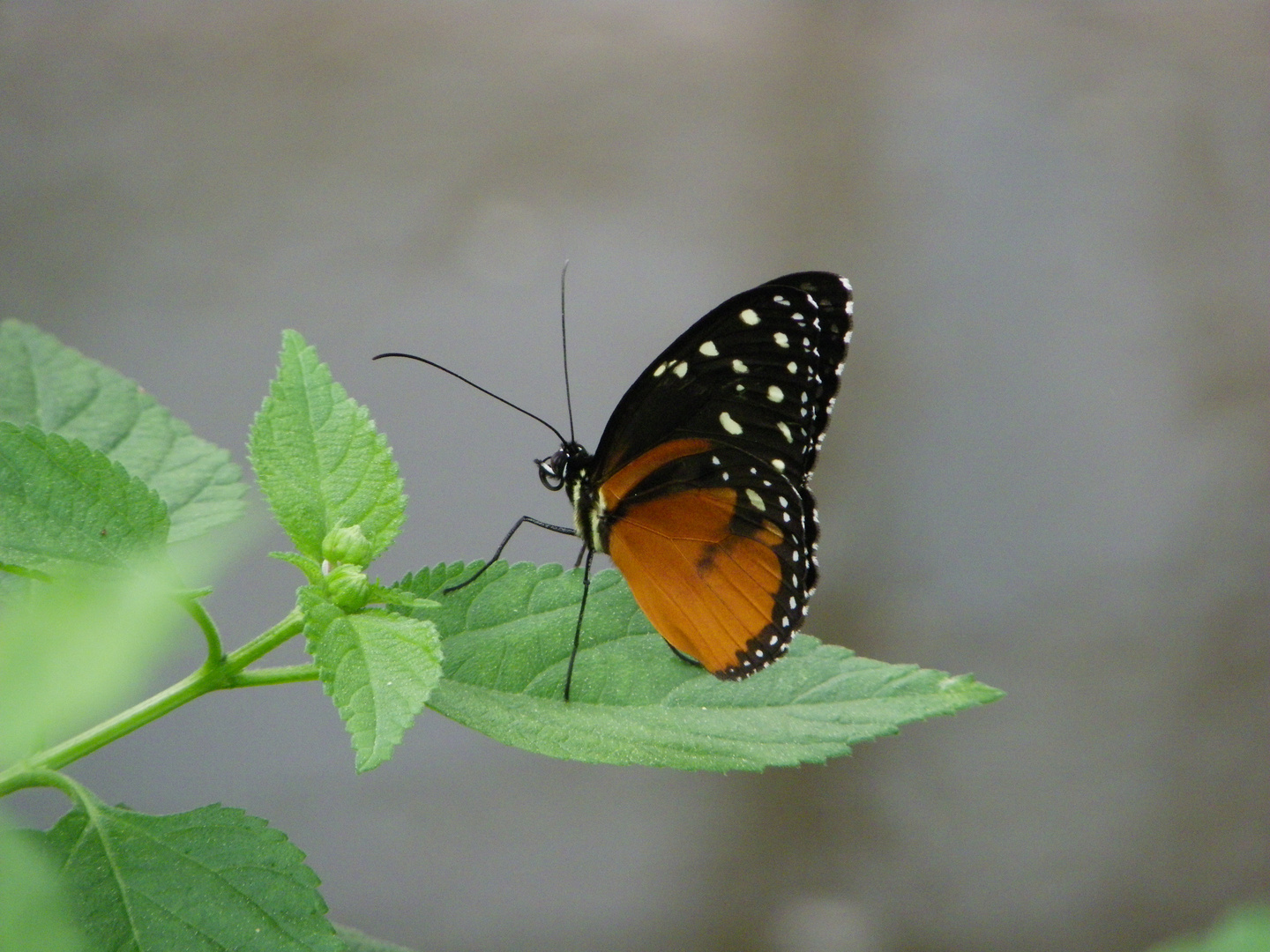 Schmetterling