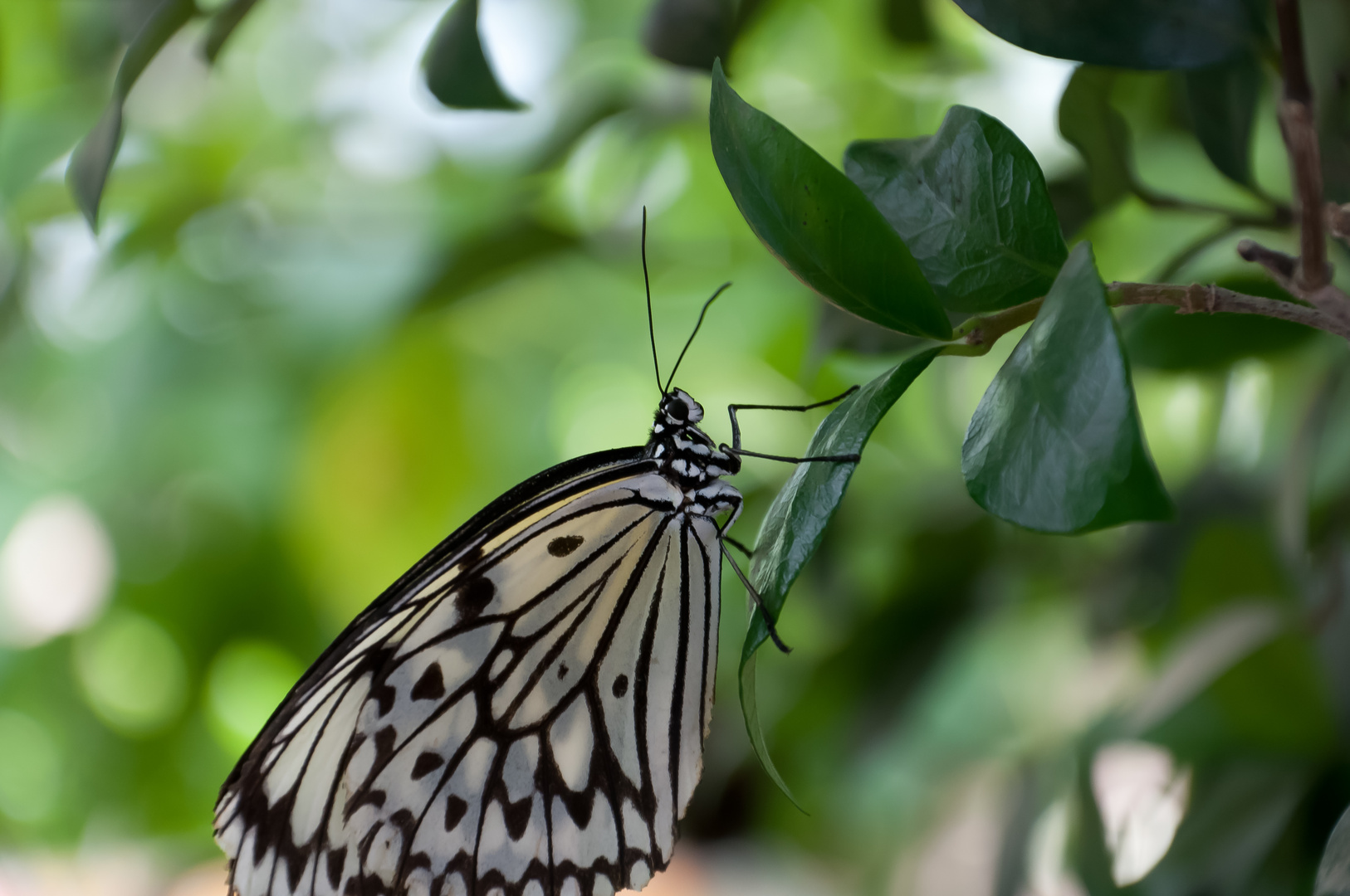 Schmetterling