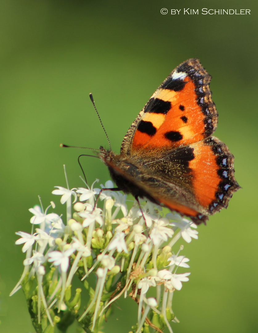 Schmetterling..