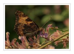 Schmetterling