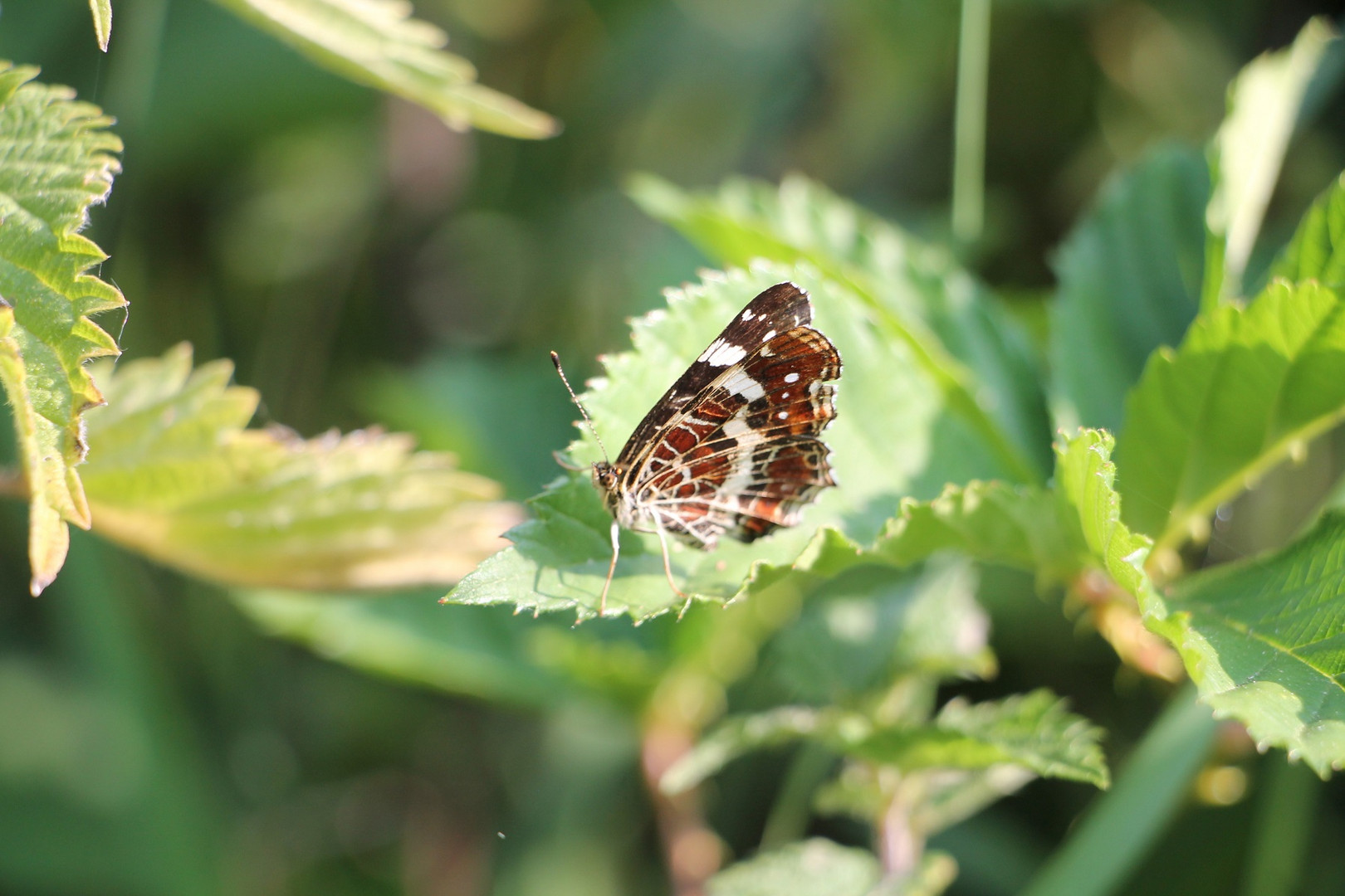 Schmetterling