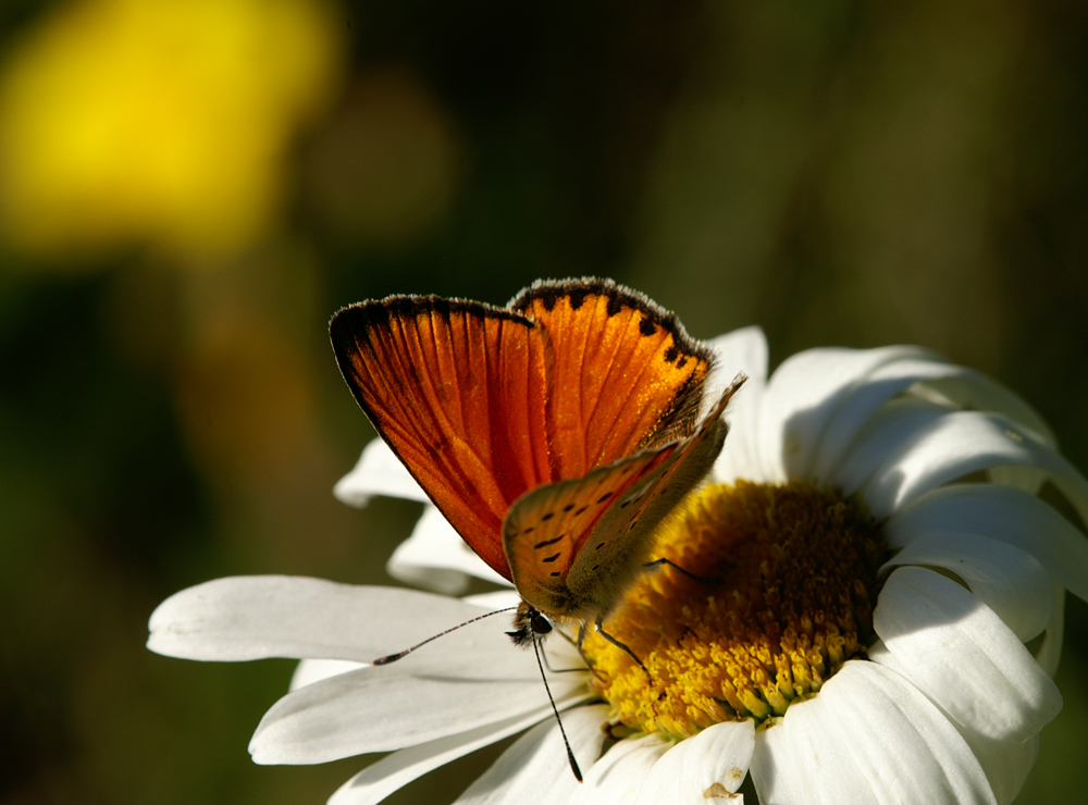 Schmetterling