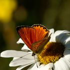 Schmetterling